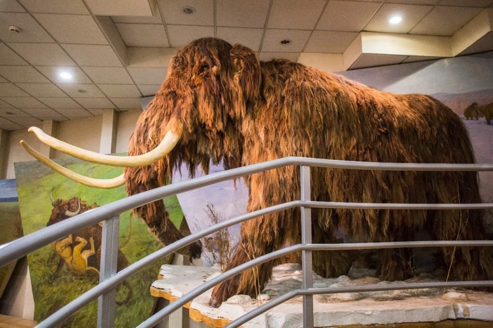 Mammoth Museum
